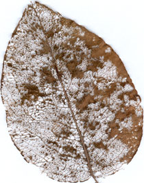 Que deviennent les feuilles ?